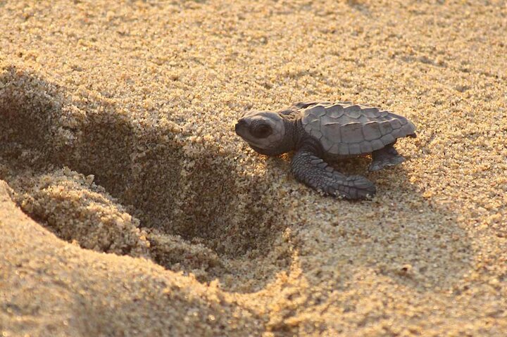 Release of Sea Turtles at Sunset