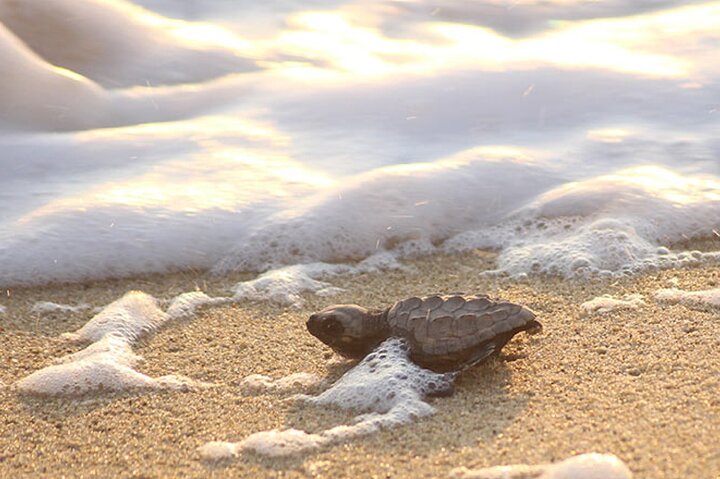 Release of Sea Turtles at Sunset