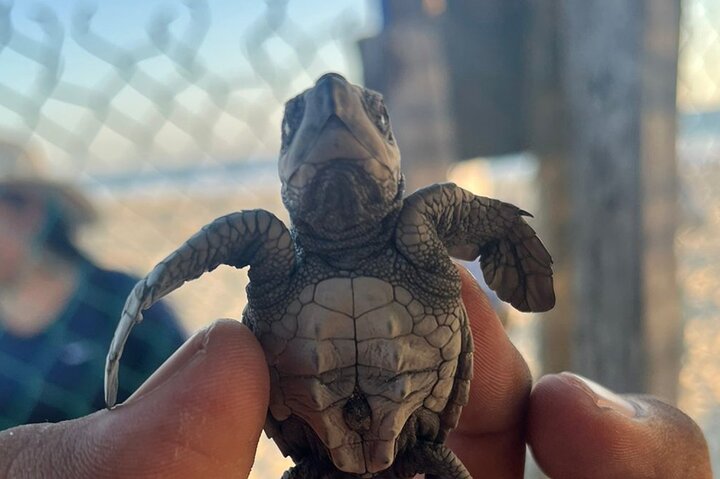 Release of Sea Turtles at Sunset