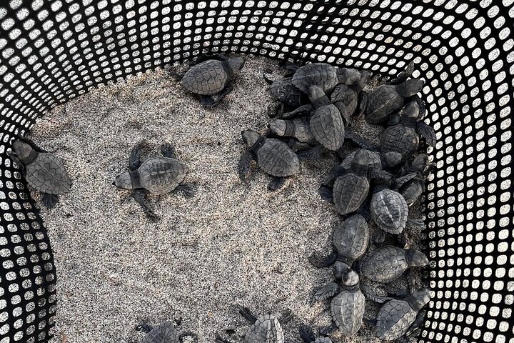 Release of Sea Turtles at Sunset
