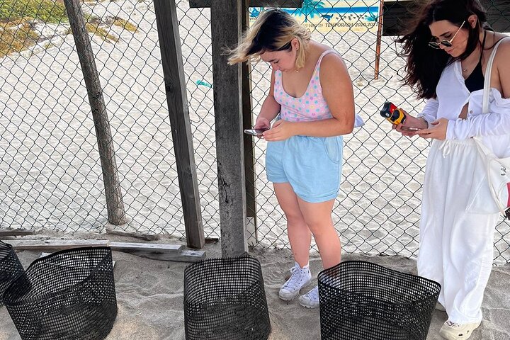 Release of Sea Turtles at Sunset