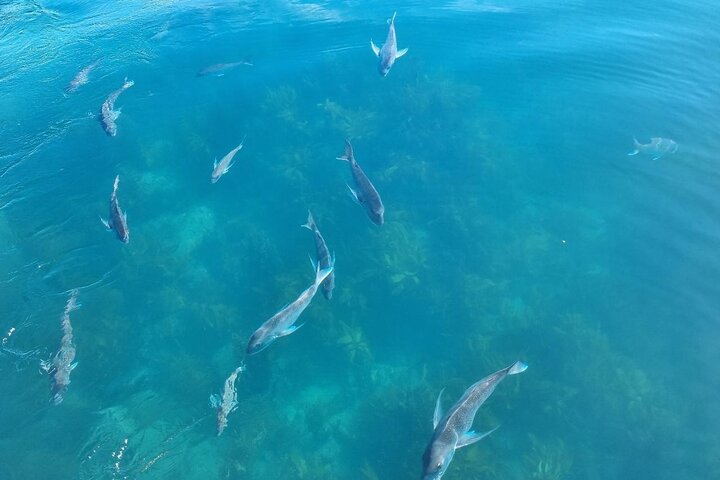 Cathedral Cove 2 Hour Guided Tour Explore Marine Wonders