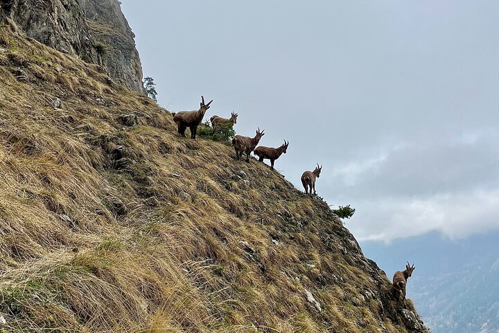 Guided Day Hike in the Brenta Dolomites
