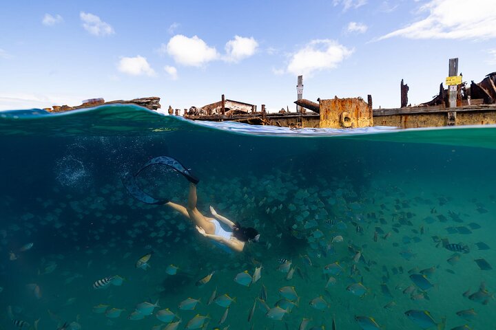 Moreton Island & Tangalooma Wrecks Snorkel Cruise - Brisbane
