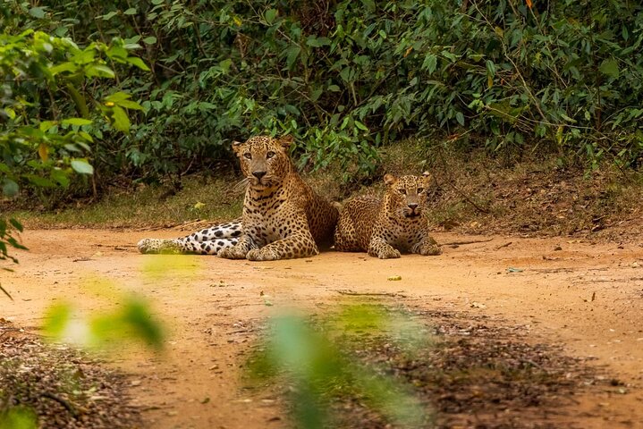 Yala National Park High-Luxury PRIVATE Tours with Entry Tickets