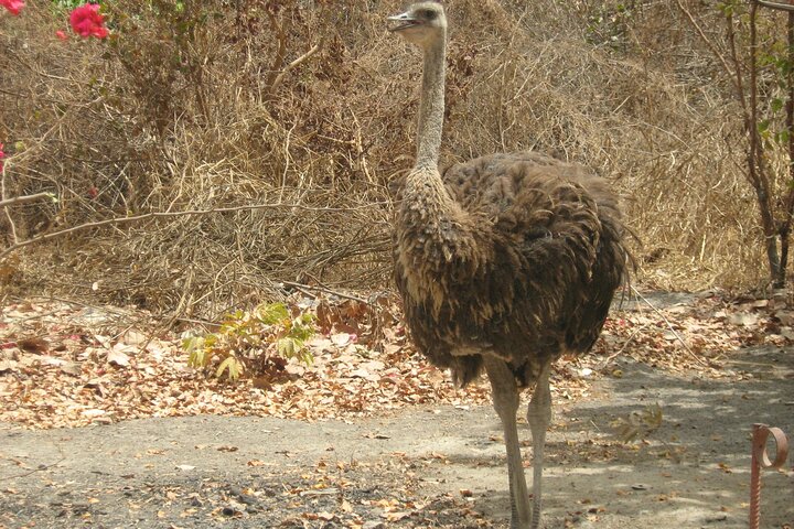 Full-Day Safari in Senegal from Banjul