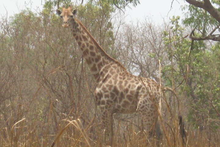 Full-Day Safari in Senegal from Banjul