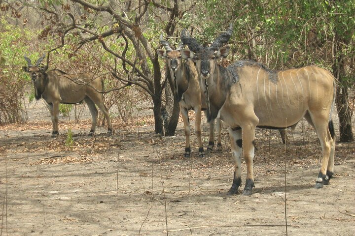 Full-Day Safari in Senegal from Banjul