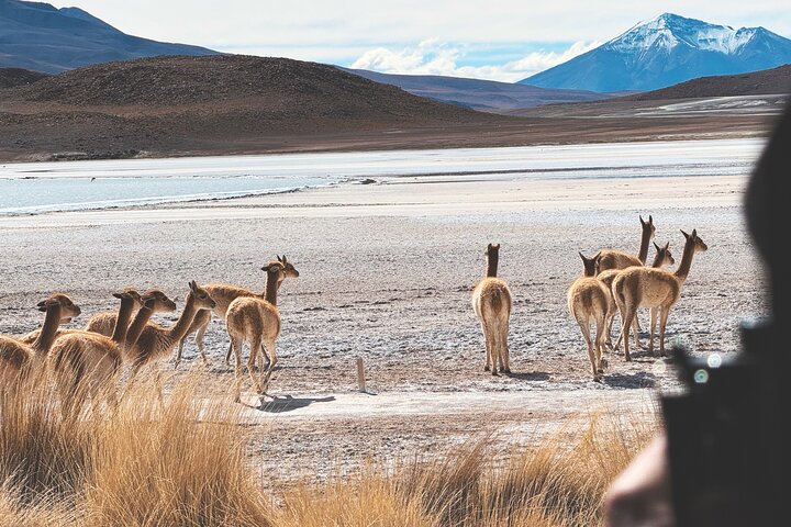 Uyuni Saltflat from San Pedro de Atacama ROUNDTRIP or ONE WAY to Uyuni