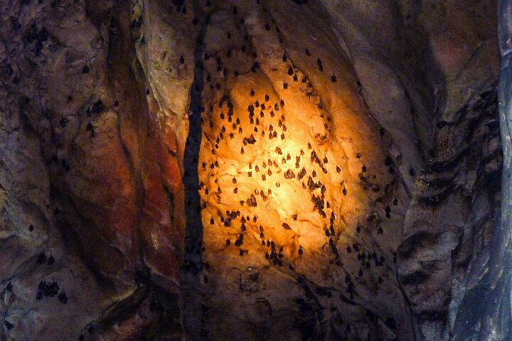 Sandakan: Gomantong Cave Echoes and Kinabatangan Cruise