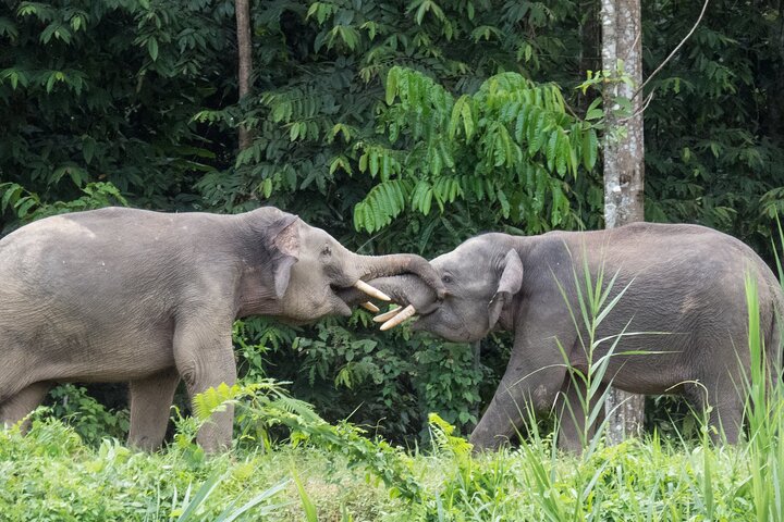 Sandakan: Gomantong Cave Echoes and Kinabatangan Cruise
