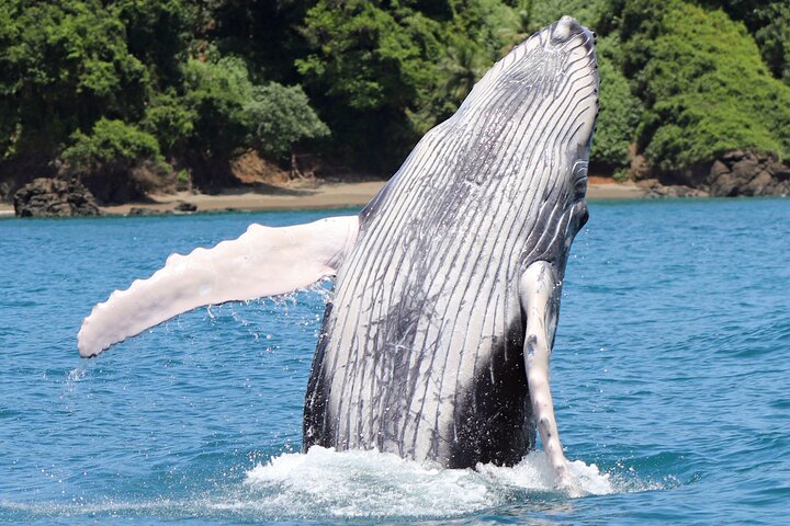 Dolphin and Whale Watching Tour in Drake Bay as seen on National Geographic