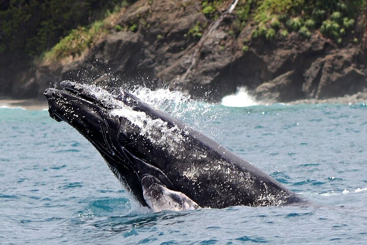 Dolphin and Whale Watching Tour in Drake Bay as seen on National Geographic