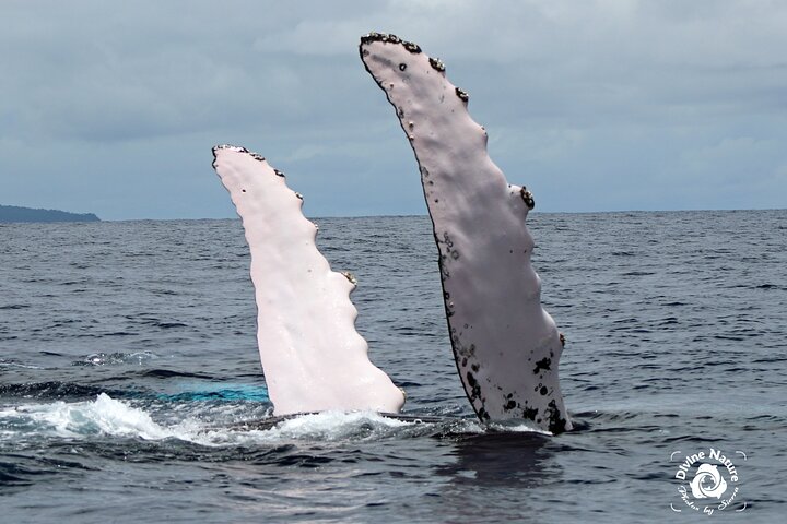 Dolphin and Whale Watching Tour in Drake Bay as seen on National Geographic