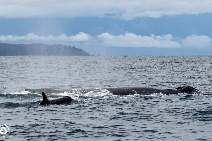 Dolphin and Whale Watching Tour in Drake Bay as seen on National Geographic