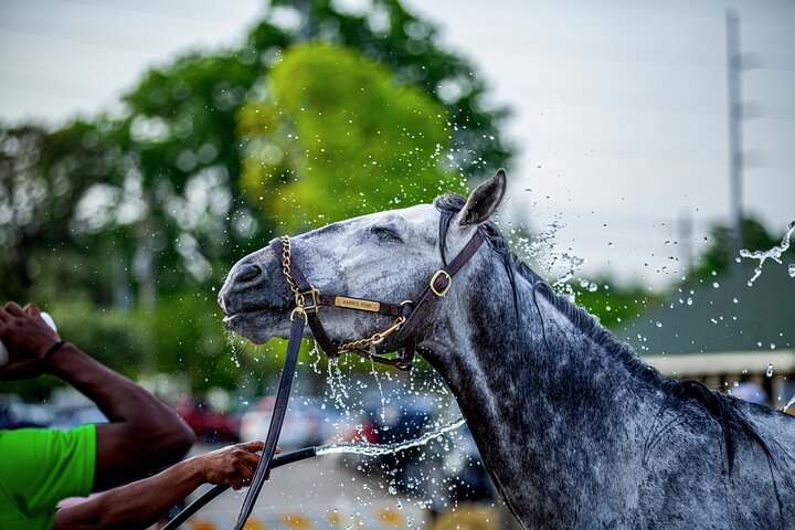 Kentucky Derby Museum - General Admission and Guided Track Visit