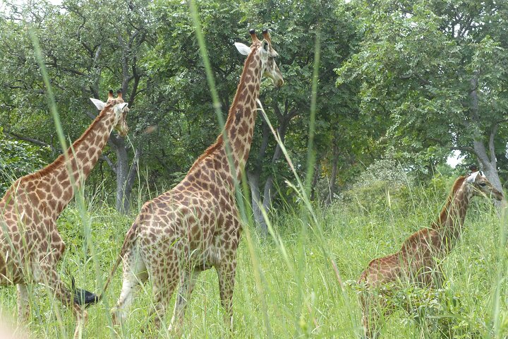 Full-Day Safari in Senegal from Banjul