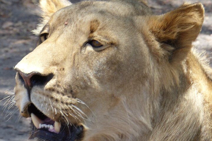 Full-Day Safari in Senegal from Banjul