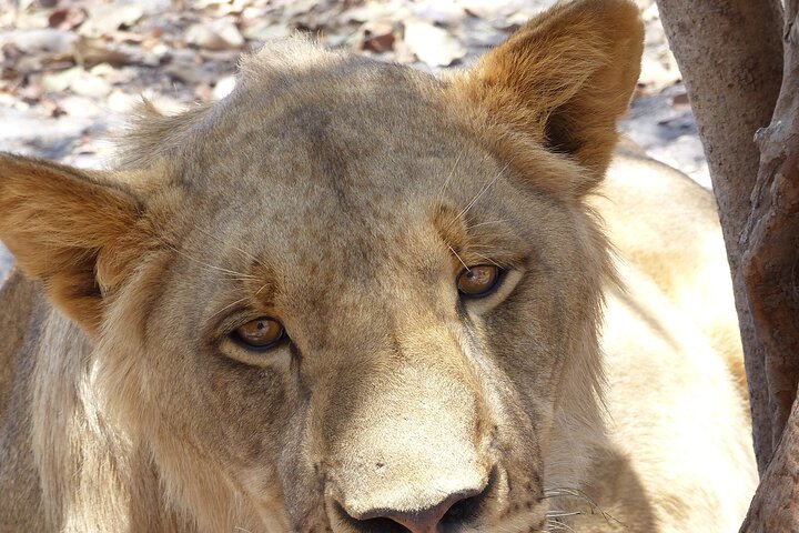 Full-Day Safari in Senegal from Banjul