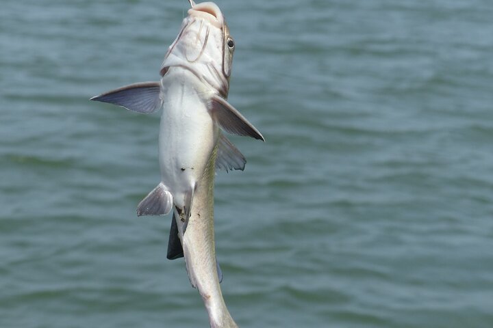 River cruise Fishing in the Gambia Lunch Included