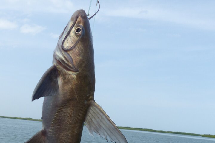 River cruise Fishing in the Gambia Lunch Included