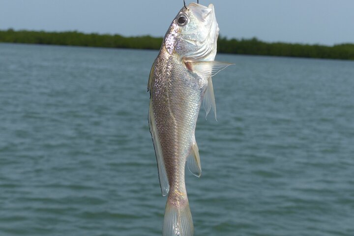 River cruise Fishing in the Gambia Lunch Included