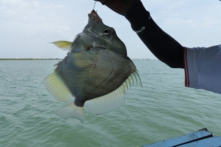 River cruise Fishing in the Gambia Lunch Included