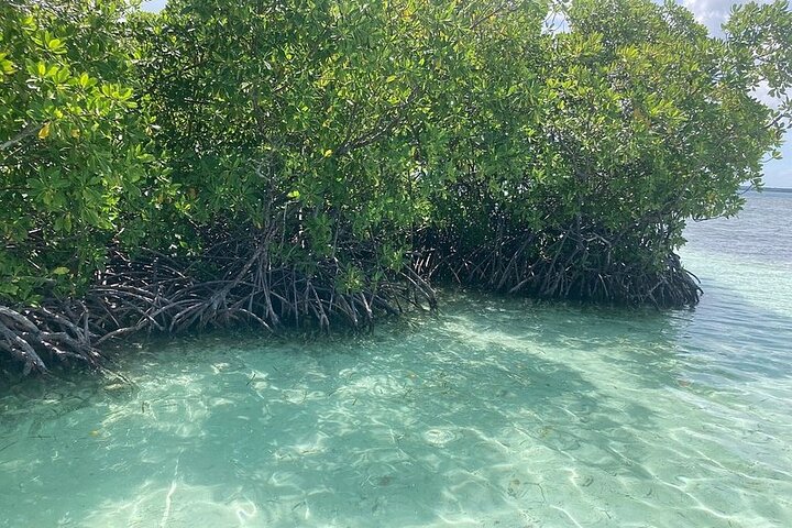 Boat Tour in 1/2 Day in the Great Ass of Sailing Bag