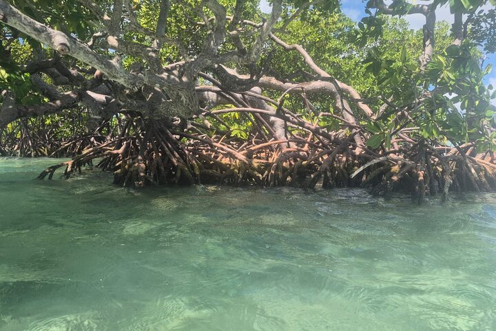 Boat Tour in 1/2 Day in the Great Ass of Sailing Bag