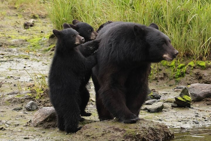 Alaska Wildlife Safari and Sightseeing Tour