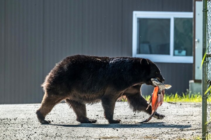 Alaska Wildlife Safari and Sightseeing Tour