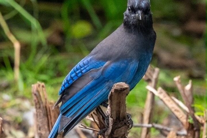 Alaska Wildlife Safari and Sightseeing Tour