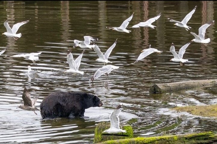 Alaska Wildlife Safari and Sightseeing Tour