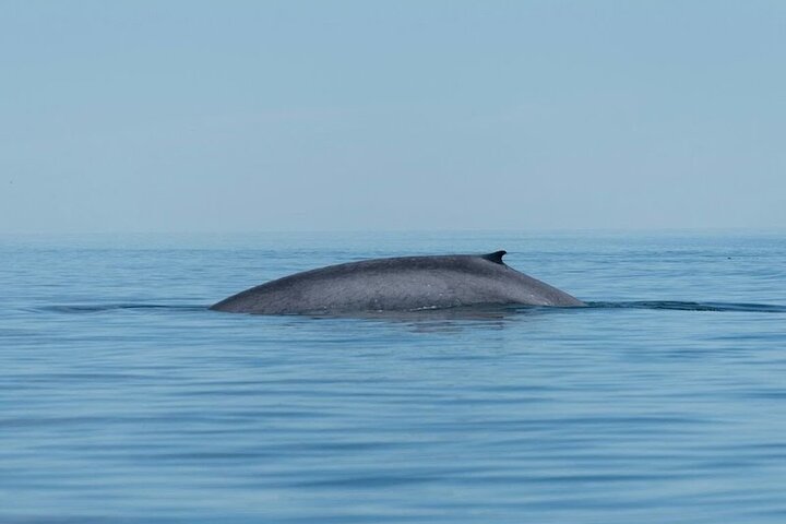 Whale Watching Adventure in Loretos Sea of Cortez