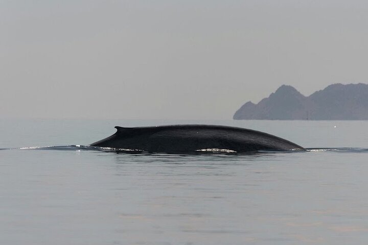 Whale Watching Adventure in Loretos Sea of Cortez