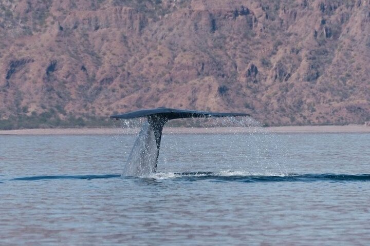 Whale Watching Adventure in Loretos Sea of Cortez