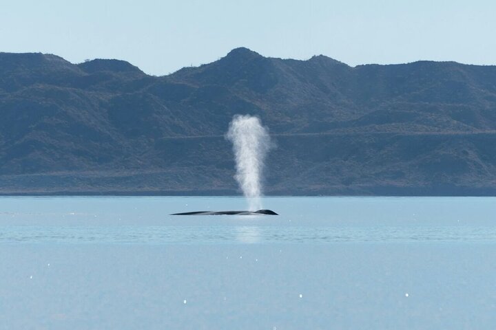 Whale Watching Adventure in Loretos Sea of Cortez