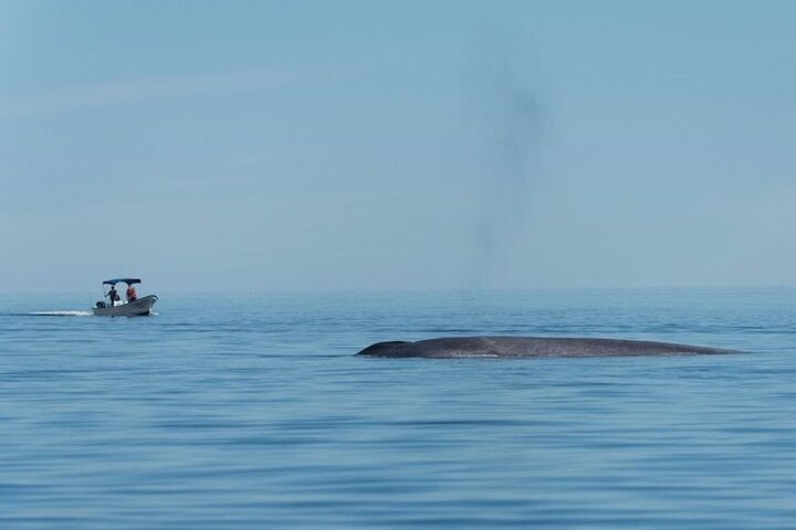 Whale Watching Adventure in Loretos Sea of Cortez