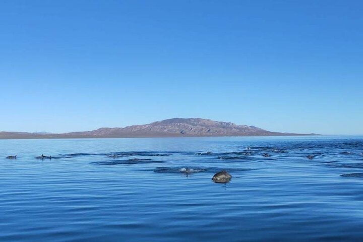 Whale Watching Adventure in Loretos Sea of Cortez