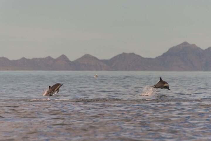 Whale Watching Adventure in Loretos Sea of Cortez