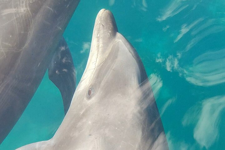 Whale Watching Adventure in Loretos Sea of Cortez