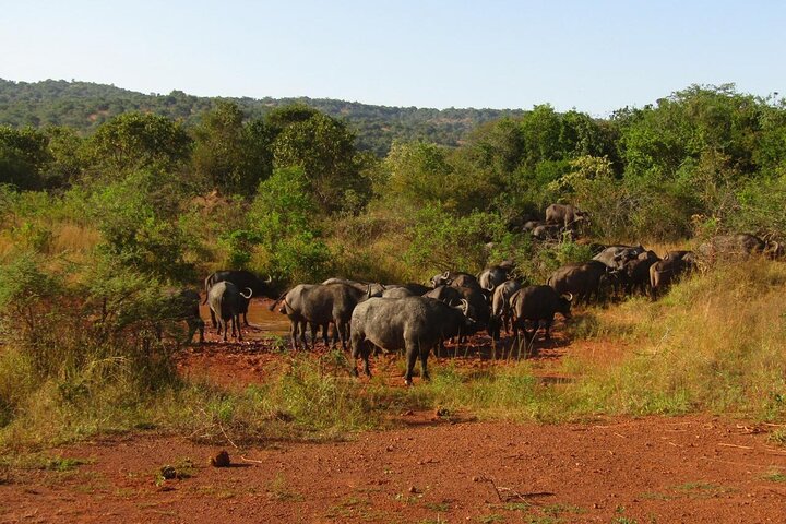 2 Days Akagera Wilderness Safari Big 5 and Highest Peak Camping