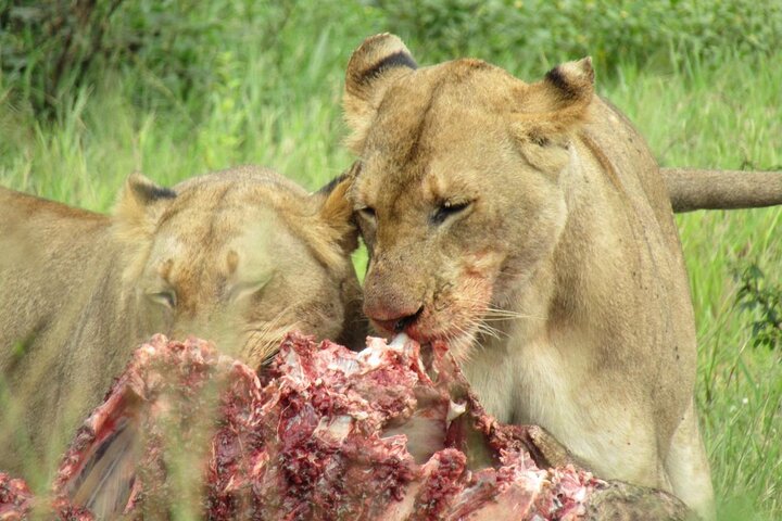 2 Days Akagera Wilderness Safari Big 5 and Highest Peak Camping