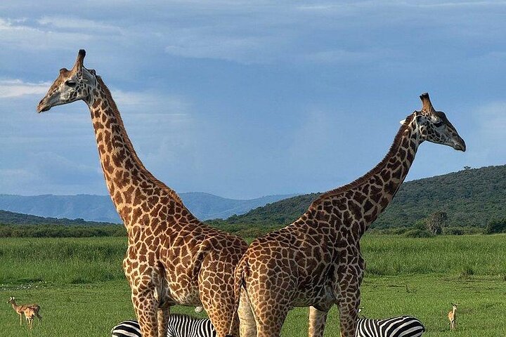 2 Days Akagera Wilderness Safari Big 5 and Highest Peak Camping