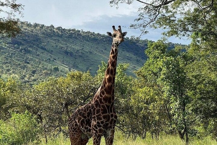 2 Days Akagera Wilderness Safari Big 5 and Highest Peak Camping