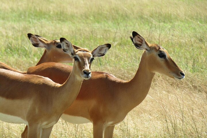 2 Days Akagera Wilderness Safari Big 5 and Highest Peak Camping