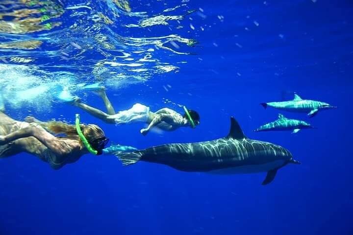 Swim, Smile and Sunset Mnemba Island and Turtle Experience
