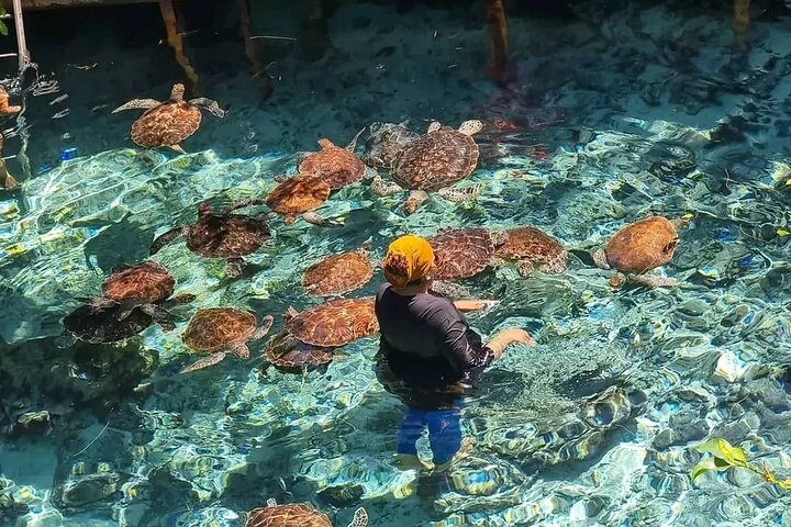 Swim, Smile and Sunset Mnemba Island and Turtle Experience