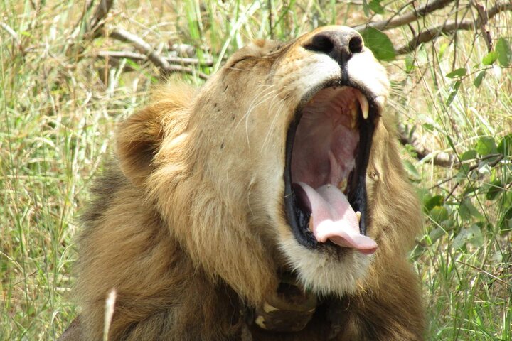 2 Days Akagera Wilderness Safari Big 5 and Highest Peak Camping