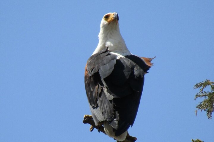 1 Day Akagera National Park Safari experience